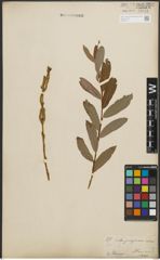 Foto von Salix purpurea L.